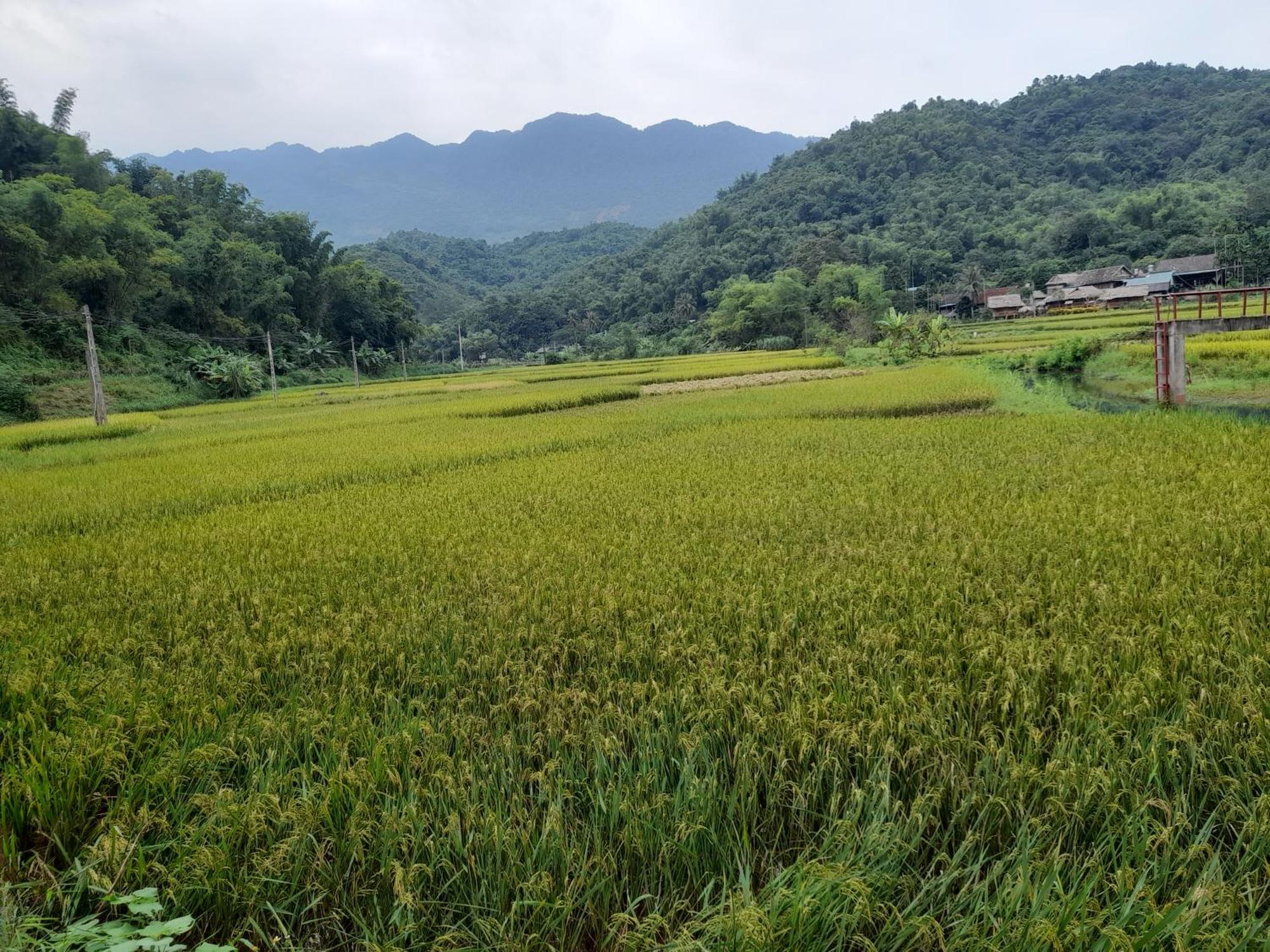 Thao Ly Homestay Mai Chau Hoa Binh Экстерьер фото