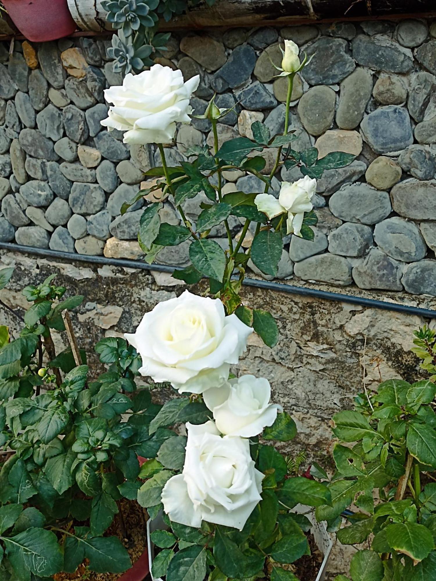 Thao Ly Homestay Mai Chau Hoa Binh Экстерьер фото